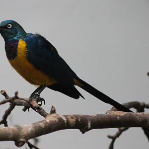 Golden breasted glossy starling