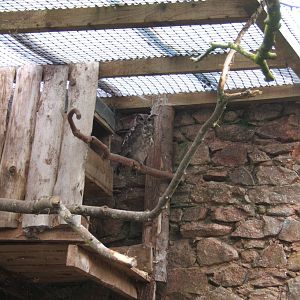 Greyish Eagle Owl (Bubo cinerascens)