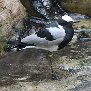 Blacksmith plover