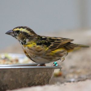 Yellow-crowned bishop