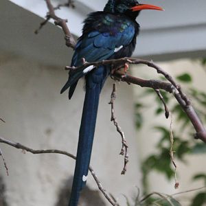 Green wood hoopoe