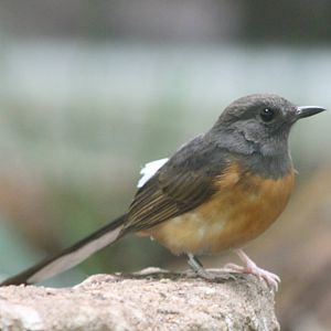 White-rumped shama female