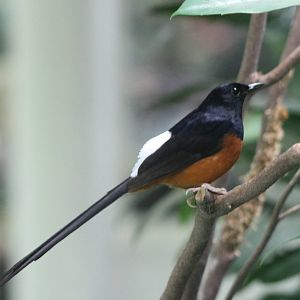 White-rumped shama male