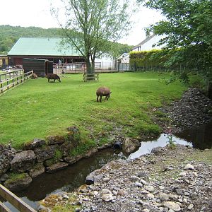 View of South American Tapir enclosure