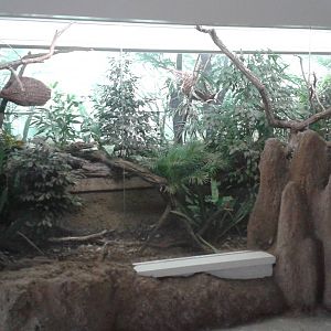 Another African aviary