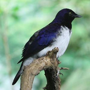 Amethyst starling male