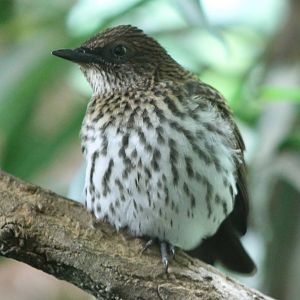 Amethyst starling female