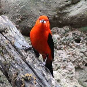 Brazilian tanager male