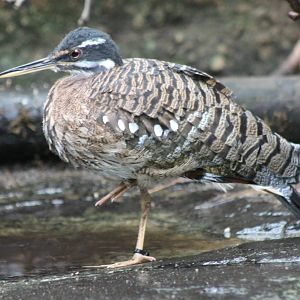 Sunbittern