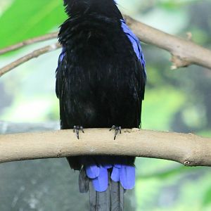 Fairy bluebird male