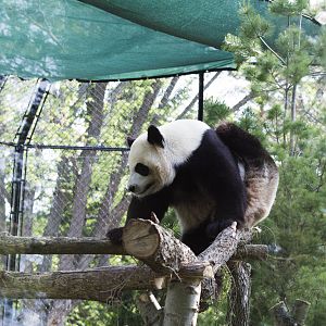 Er Shun scratching her back