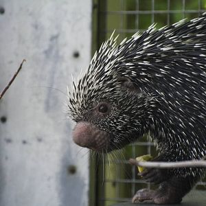 Prehensile-Tailed Porcupine 01