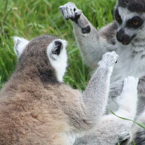 About to wrestle, 8th June 2014