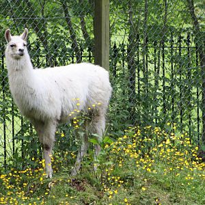 Monarch of the Glen, 8th June 2014