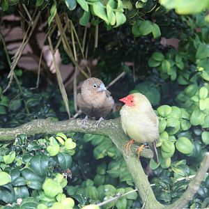 African Silverbill and Star Finch, 8th June 2014