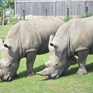 White Rhinoceroses, 9th June 2014