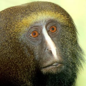 Hamlyn's owl-faced monkey; Berlin Zoo; 8th June 2014