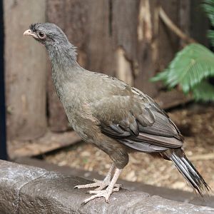 Chaco chachalaca (Ortalis canicollis)