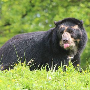 New male Spectacled Bear, Bernardo (aka Bernie)