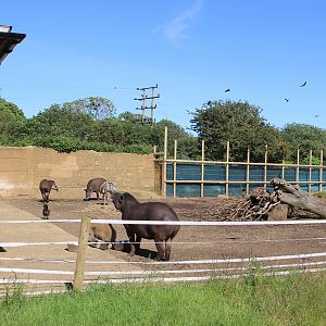 Tapirs, Pacas and Rheas paddock