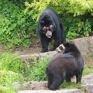 Spectacled Bears, Bernie and Franka