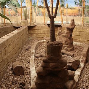 Six-banded Armadillo enclosure