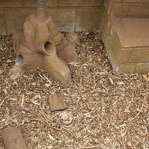 Lesser Screaming Hairy Armadillo enclosure