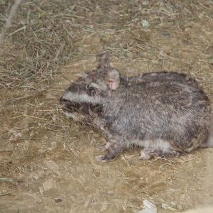 Plains Viscacha (Lagostomus maximus)