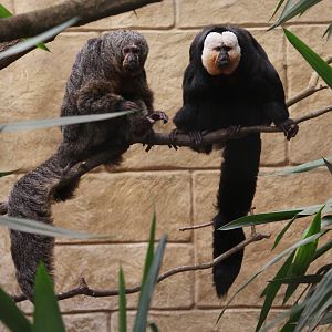 White-faced Sakis (Pithecia pithecia)