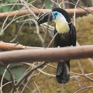 Channel-billed Toucan (Ramphastos vitellinus)