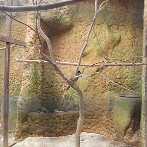 Mountain Plate Billed Toucan (Andigena laminirostris) enclosure
