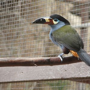 Mountain Plate Billed Toucan (Andigena laminirostris)