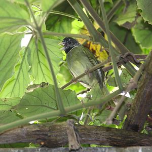 Collared Finchbill (Spizixos semitorques)