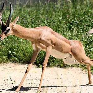 Gerenuk; Berlin Tierpark; 7th June 2014