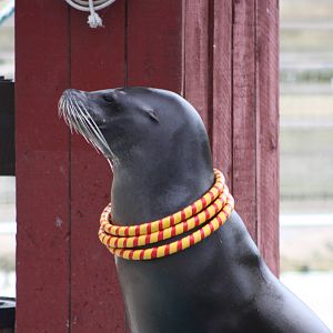 Merlin, 9th June 2014