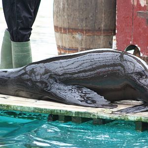 Merlin, 9th June 2014