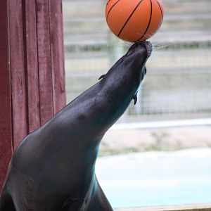 Merlin, 9th June 2014