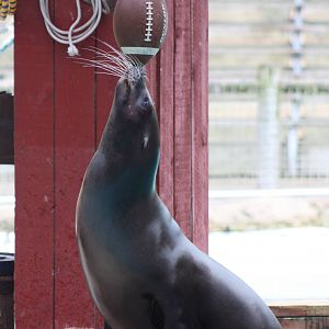 Merlin, 9th June 2014