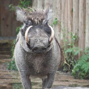 Warthog, 9th June 2014