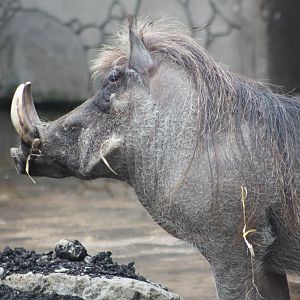Warthog, 9th June 2014