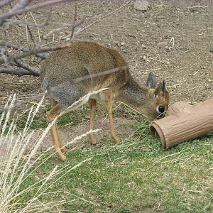 Kirk's Dik Dik