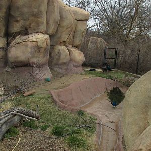 Kirk's Dik Dik Exhibit