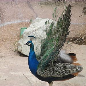 Indian Peafowl