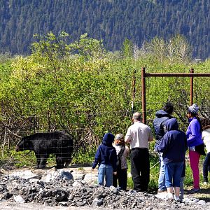 American Black Bear and Guests.