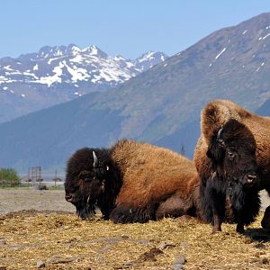 Wood Bison