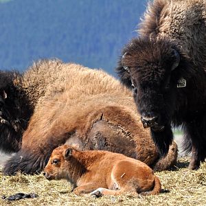Wood Bison