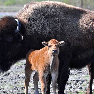 Wood Bison