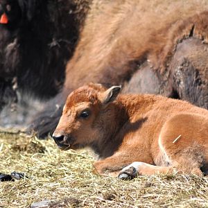 Wood Bison calf