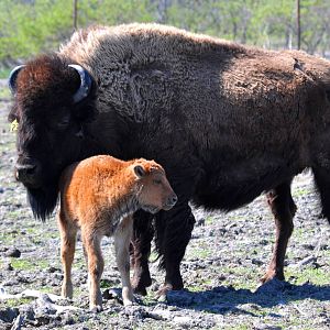 Wood Bison