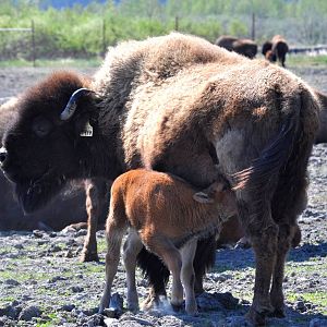 Wood Bison